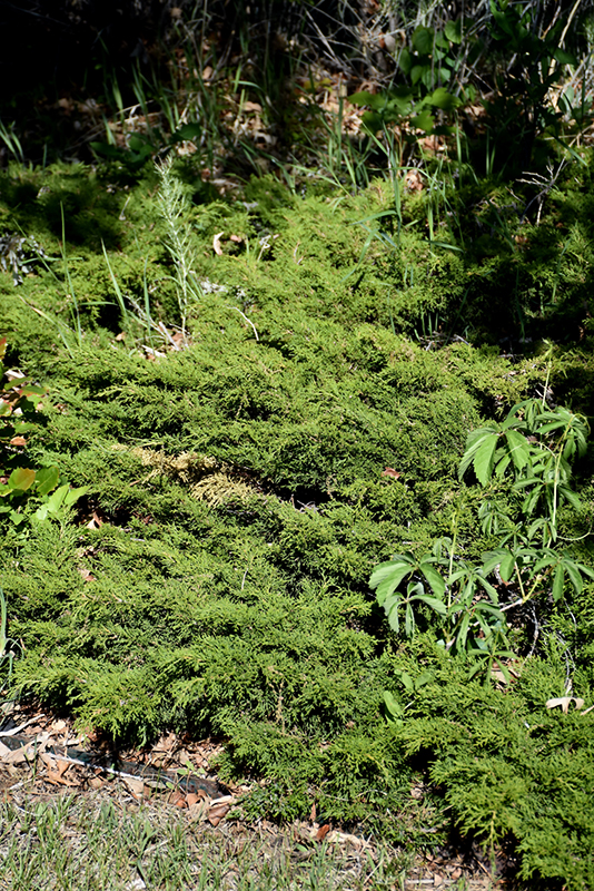 Sierra Spreader Juniper (Juniperus sabina 'Sierra Spreader') at Bedner's Farm & Greenhouse