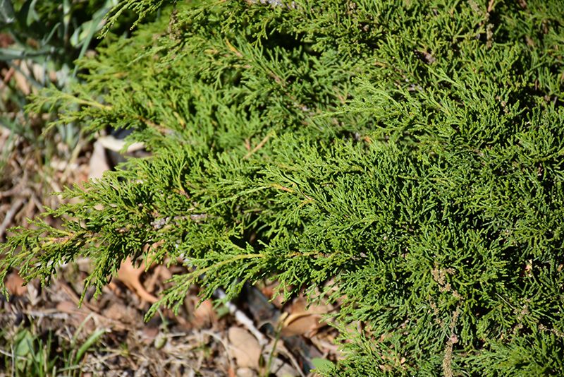 Sierra Spreader Juniper (Juniperus sabina 'Sierra Spreader') at Bedner's Farm & Greenhouse