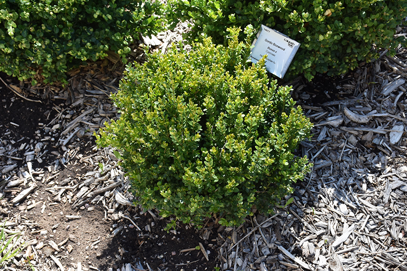 Little Missy Boxwood (Buxus microphylla 'Little Missy') at Bedner's Farm & Greenhouse