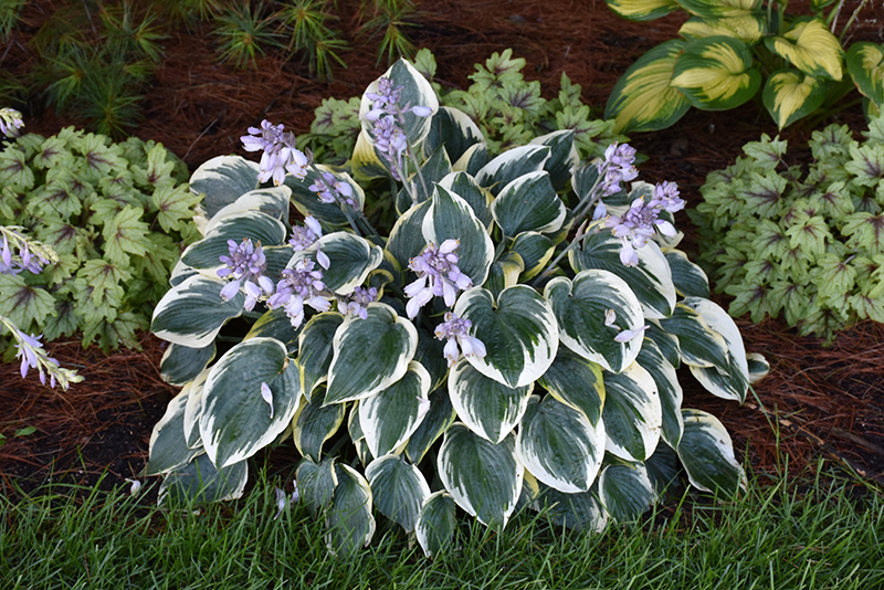 First Frost Hosta (Hosta 'First Frost') at Bedner's Farm & Greenhouse