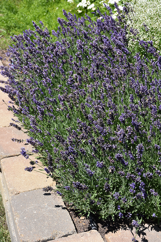Ellagance Purple Lavender (Lavandula angustifolia 'Ellagance Purple') at Bedner's Farm & Greenhouse