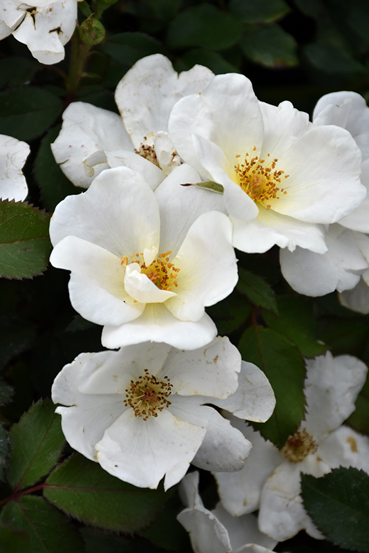 White Knock Out Rose (Rosa 'Radwhite') at Bedner's Farm & Greenhouse