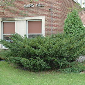 Plant Photo 7