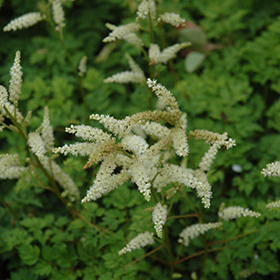 Plant Photo 6