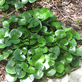 Plant Photo 9