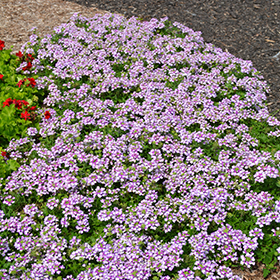 Verveine Lanai Bleu Twister