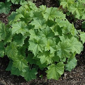 Plant Photo 5