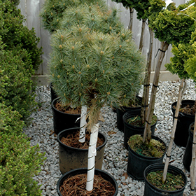 Plant Photo 6