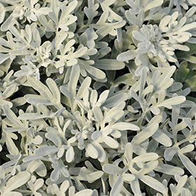 Plant Photo 2