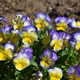 Plant Photo 2