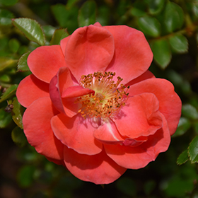 Plant Photo 7
