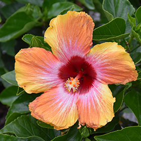 Fiesta hibiscus on sale