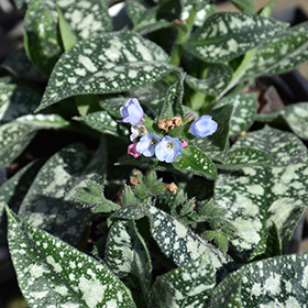 Plant Photo 3