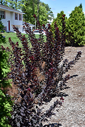 Winecraft Black® - Smokebush - Cotinus coggygria