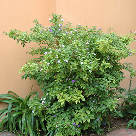 Plant Photo 1